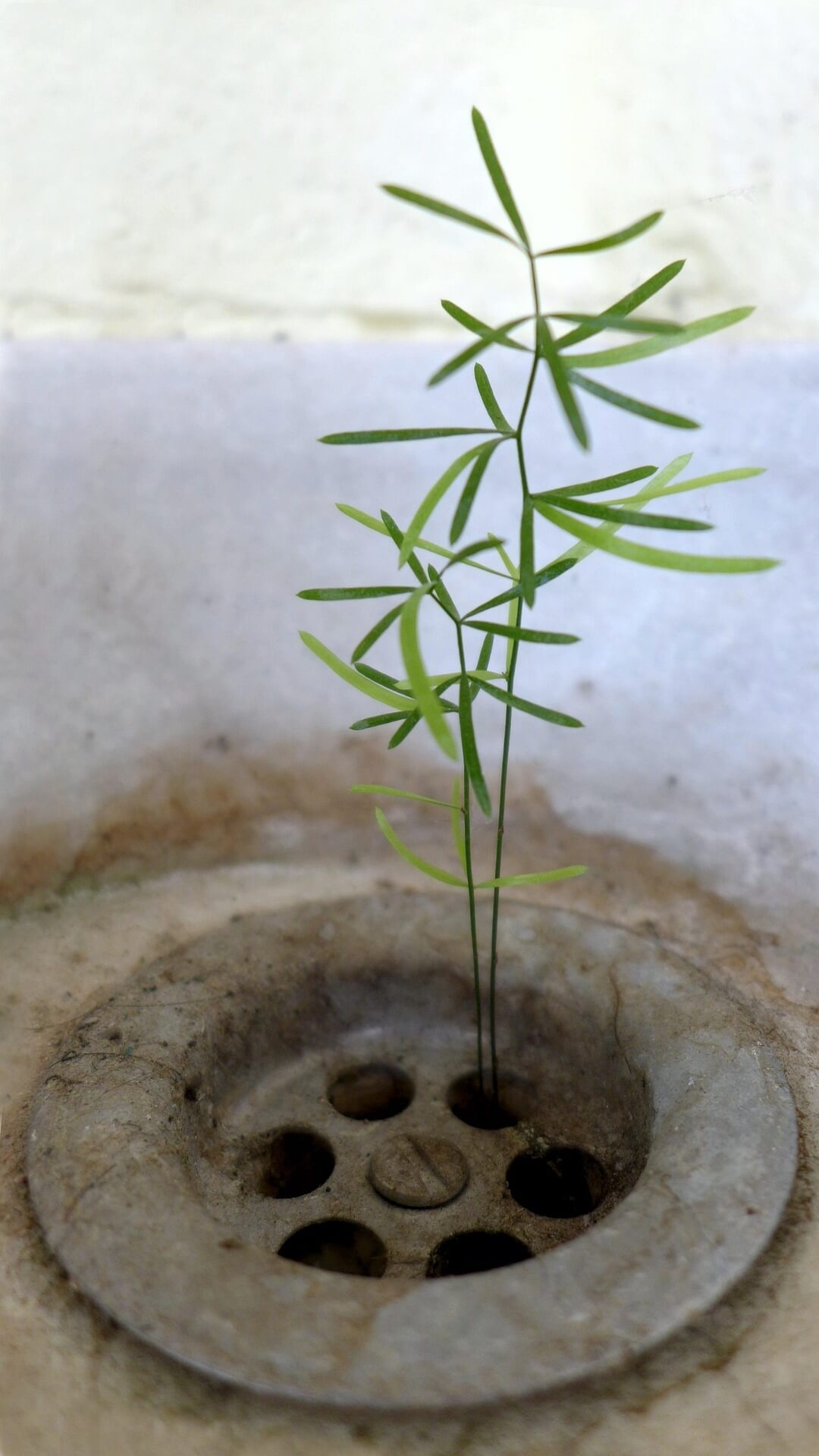 손대지 않고 지켜본 복원 프로젝트 4주, 초소형 생태계 반응 일지
