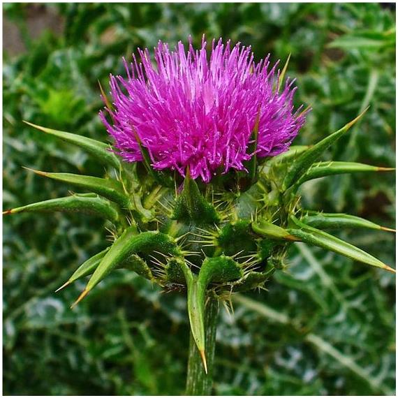 Silybum marianum