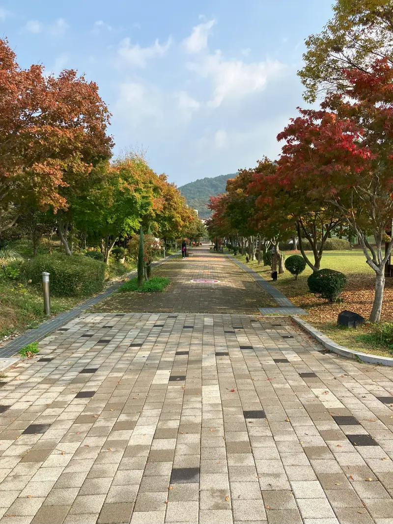 단풍나무