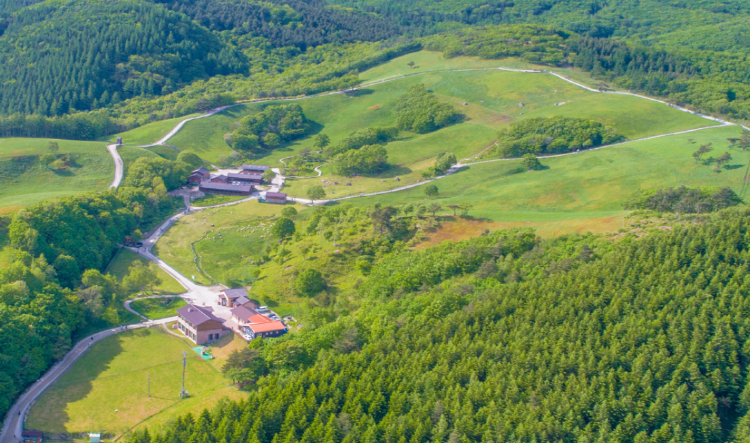 대관령 양떼목장