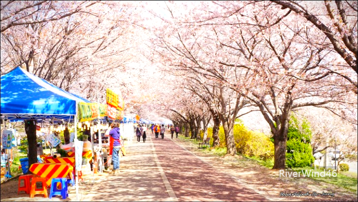 부산벚꽃길