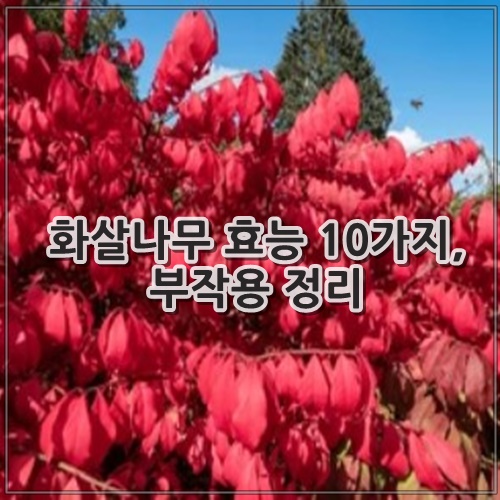 화살나무 효능 10가지, 부작용 정리