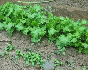 고수 재배 허브 키우기 상자 텃밭 통풍 관리_3