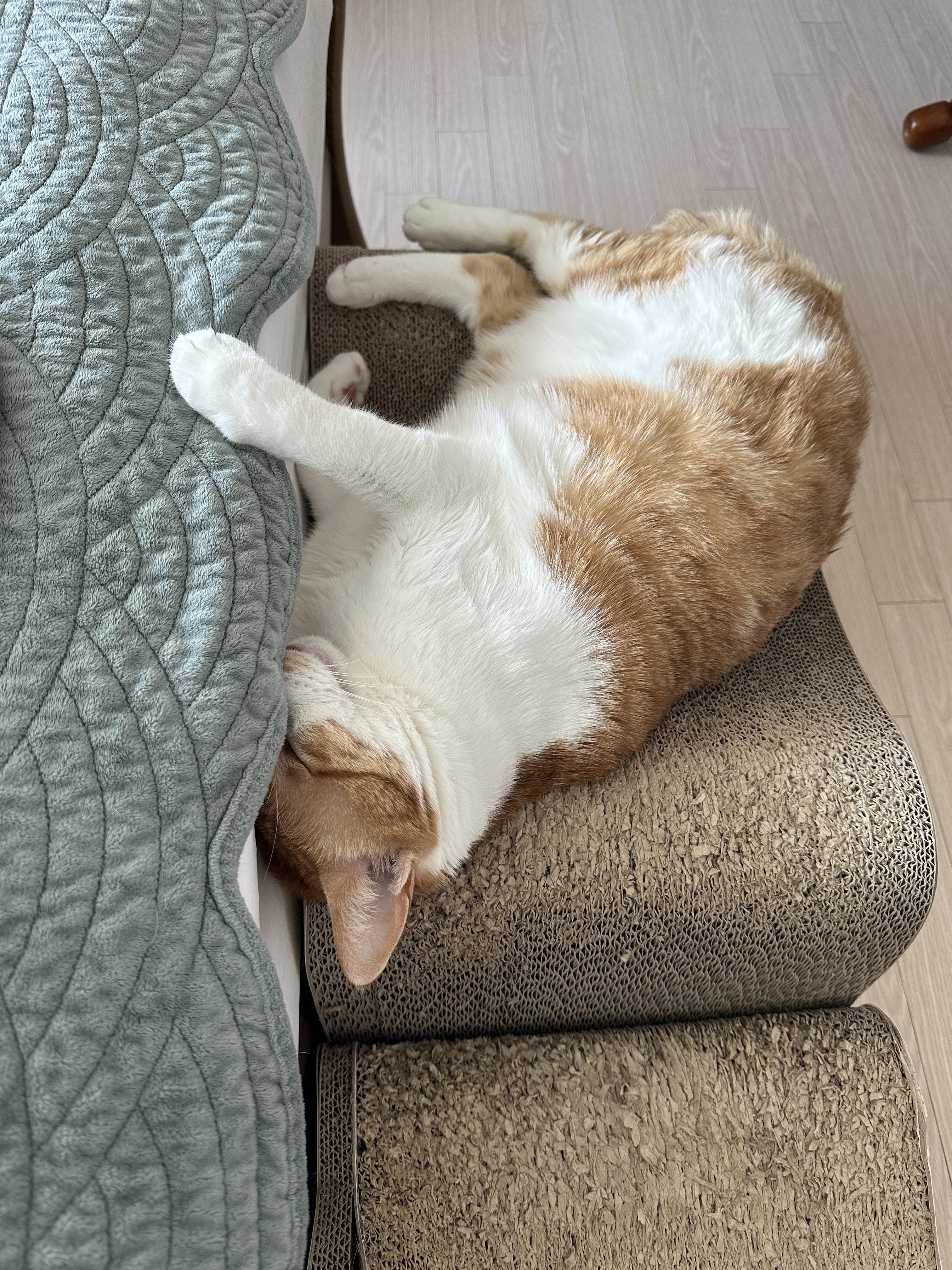 막둥이는 숙면중..자는 모습마저 사랑스러운 그동물