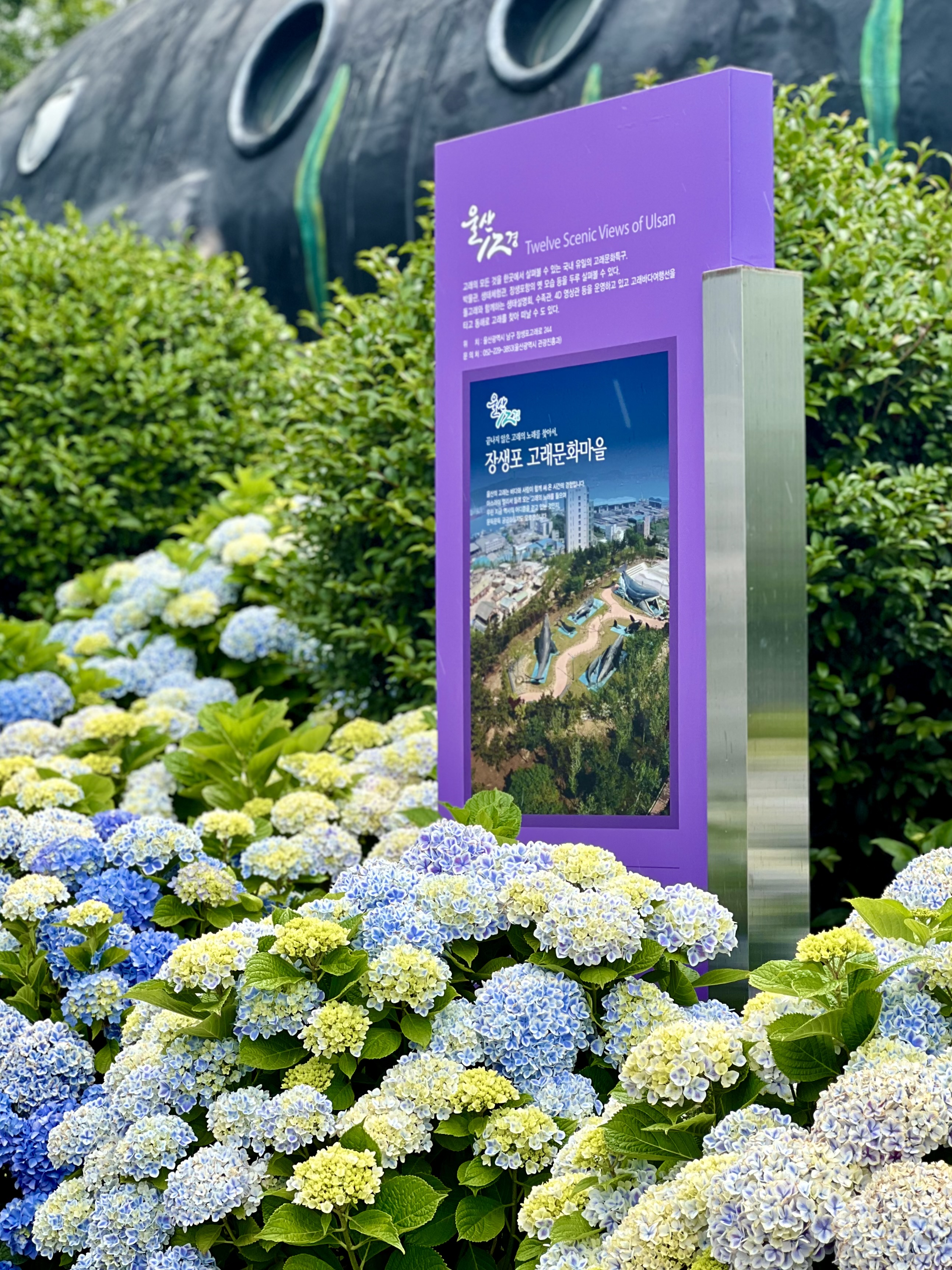 #장생포수국축제
#울산수국축제
#고래문화마을
#울산장생포가볼만한곳
#장생포포토존
#고래광장수국길
#오색수국정원
#수국축제개화상황2025
#수국사랑상품권사용처
#울산6월축제
#장생포여행코스
#울산플리마켓체험
#울산데이트코스
#울산여행추천
#장생포주차정보