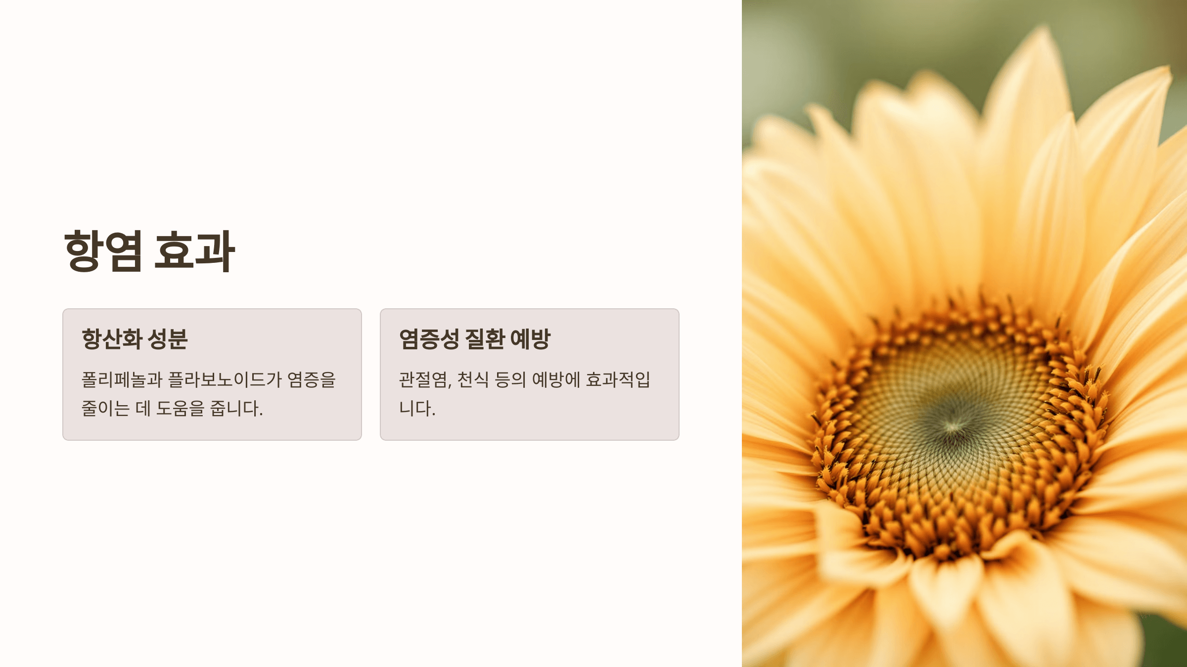 해바라기 사진입니다.