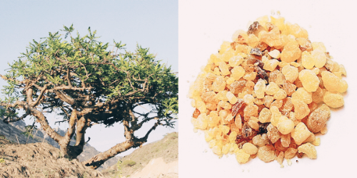 보스웰리아 효능 부작용