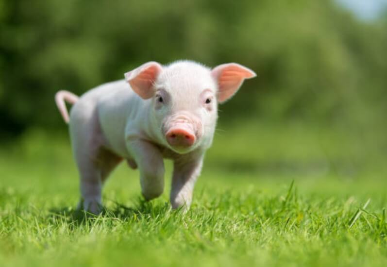 2024년 돼지띠 운세