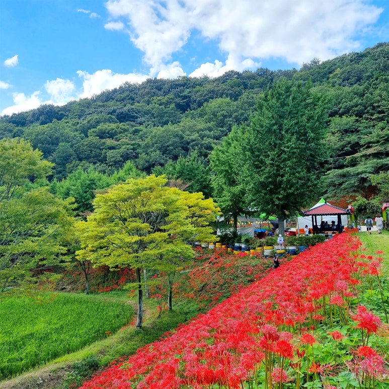 모악산 꽃무릇