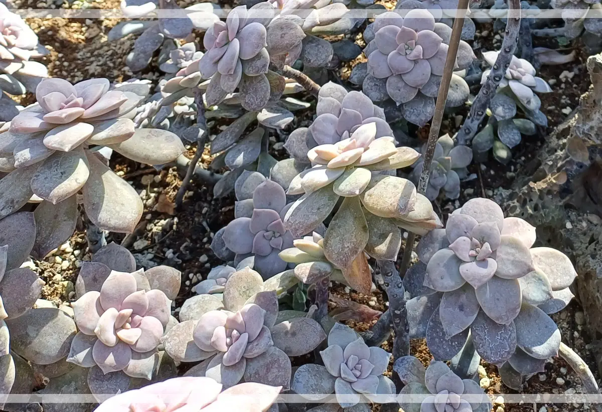 금강스목원-다육-팬탄드럼