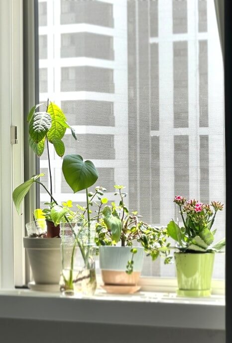 아보카도 건강상 이점 지구환경에 끼치는 영향