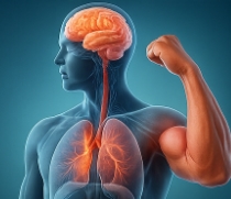 마카다미아의 효능