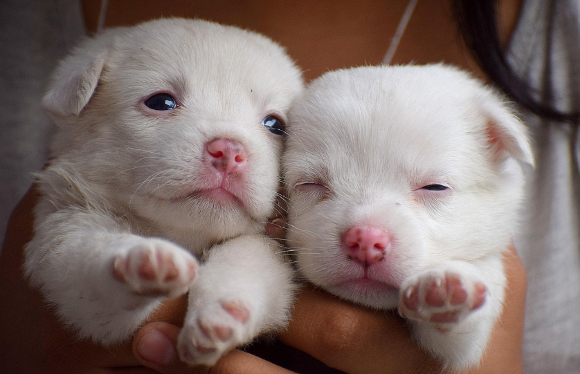 초보 집사를 위한 반려견 입양절차 관련 이미지
