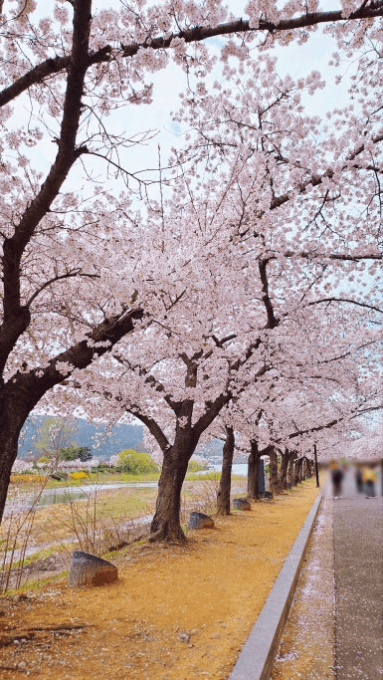 경주 벚꽃 개화 시기 및 축제 및 명소와 관련된 사진