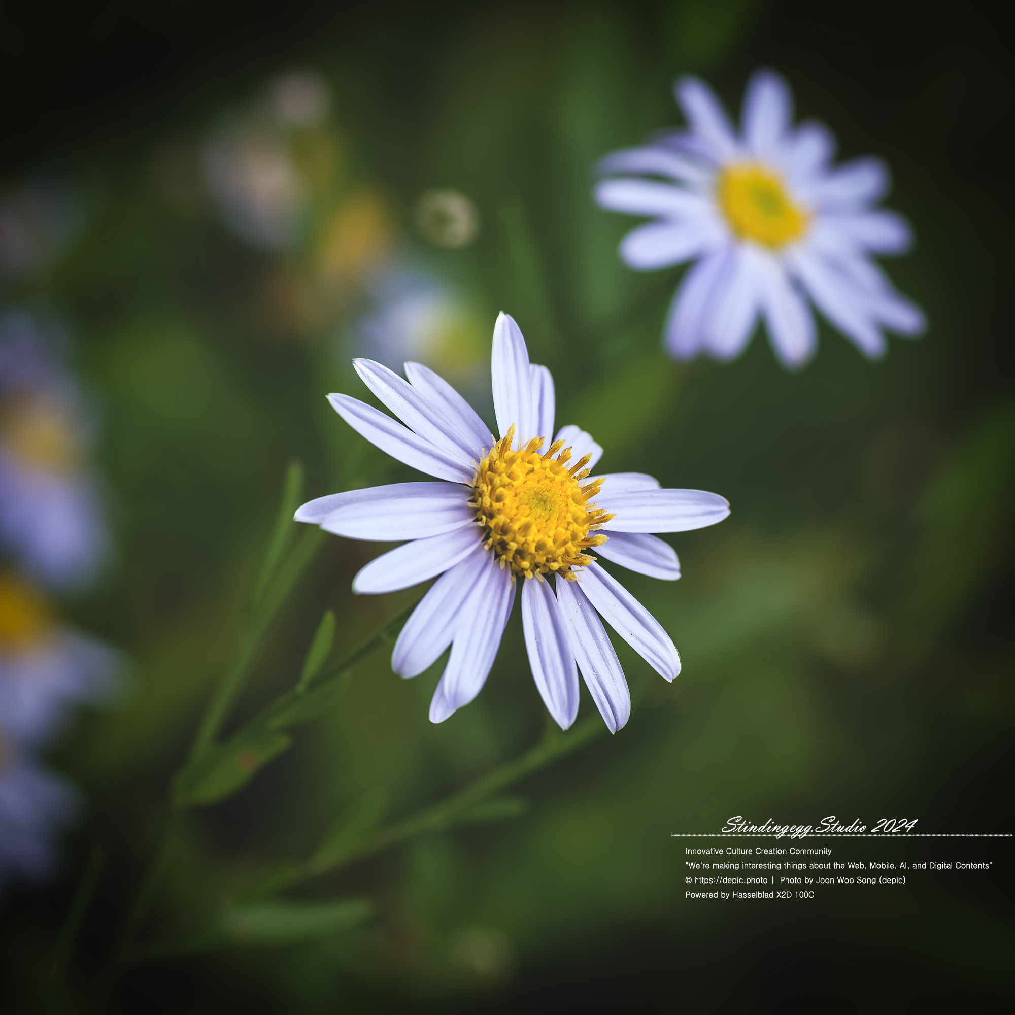 #서울 #식물원 #서울식물원 #꽃