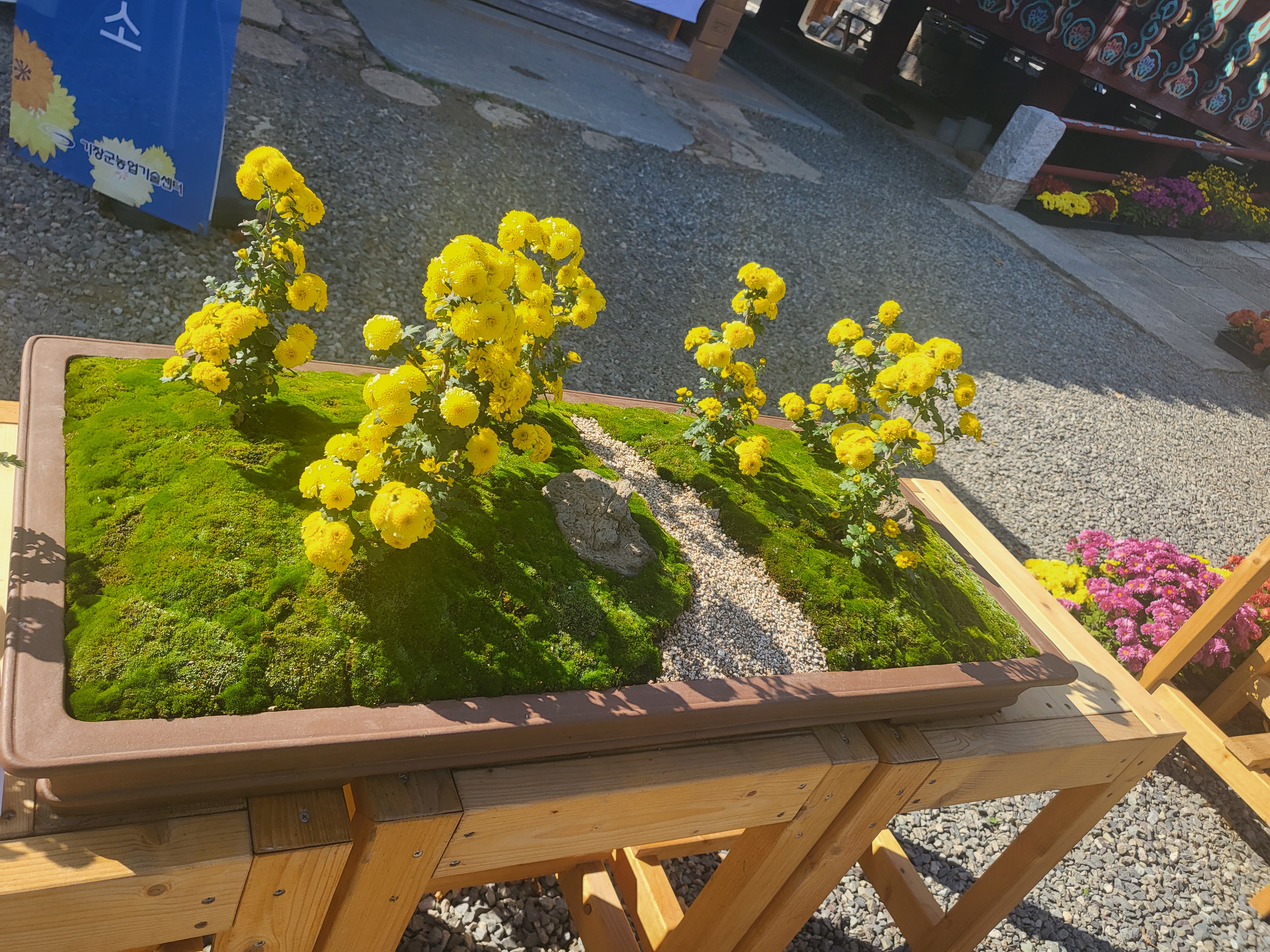 국화 향기 가득한 부산 기장 장안사 제 7회 기장 국화분재전시회가 열렸습니다.