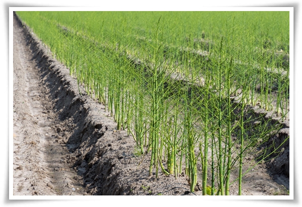 텃밭 "아스파라거스 기르기" 한 번 심으면 10년 동안 거두는 황금 채소!