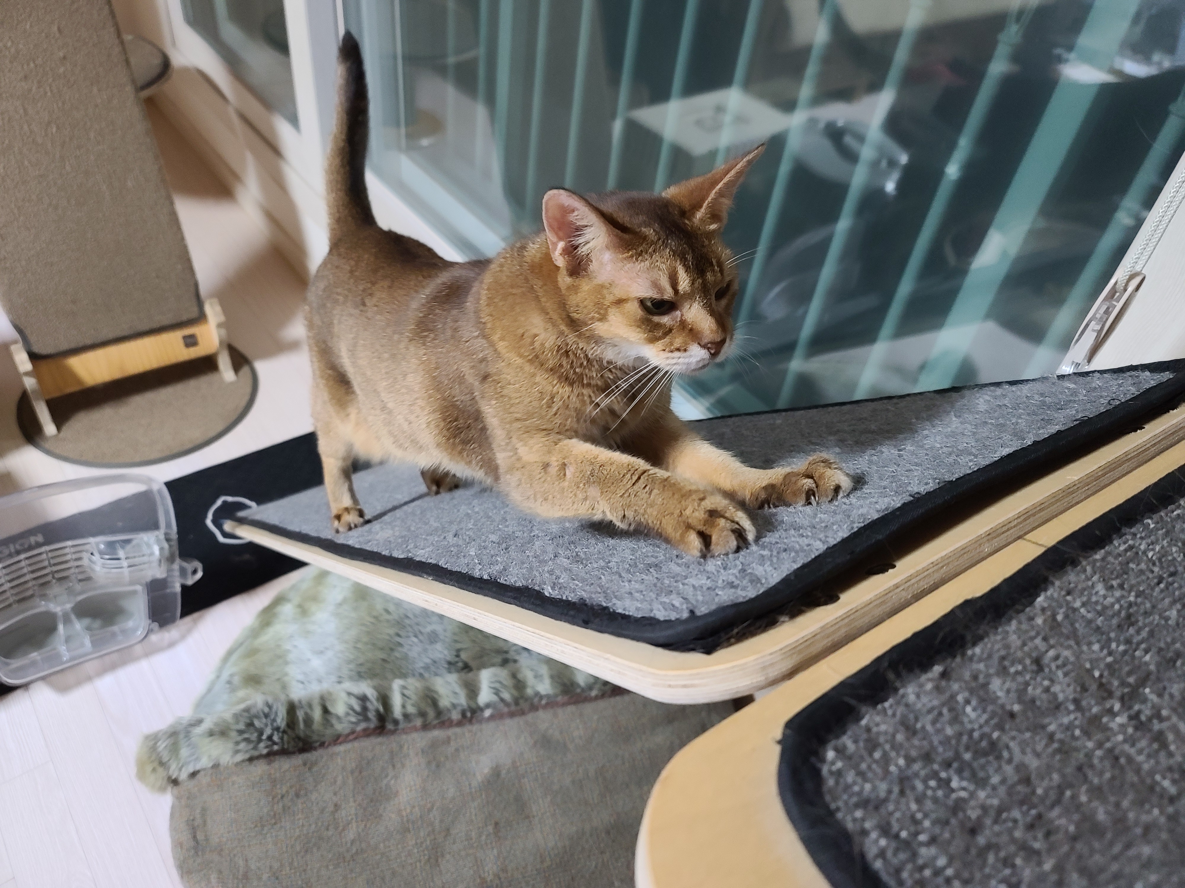 병원에서 돌아온 고양이들 상태.