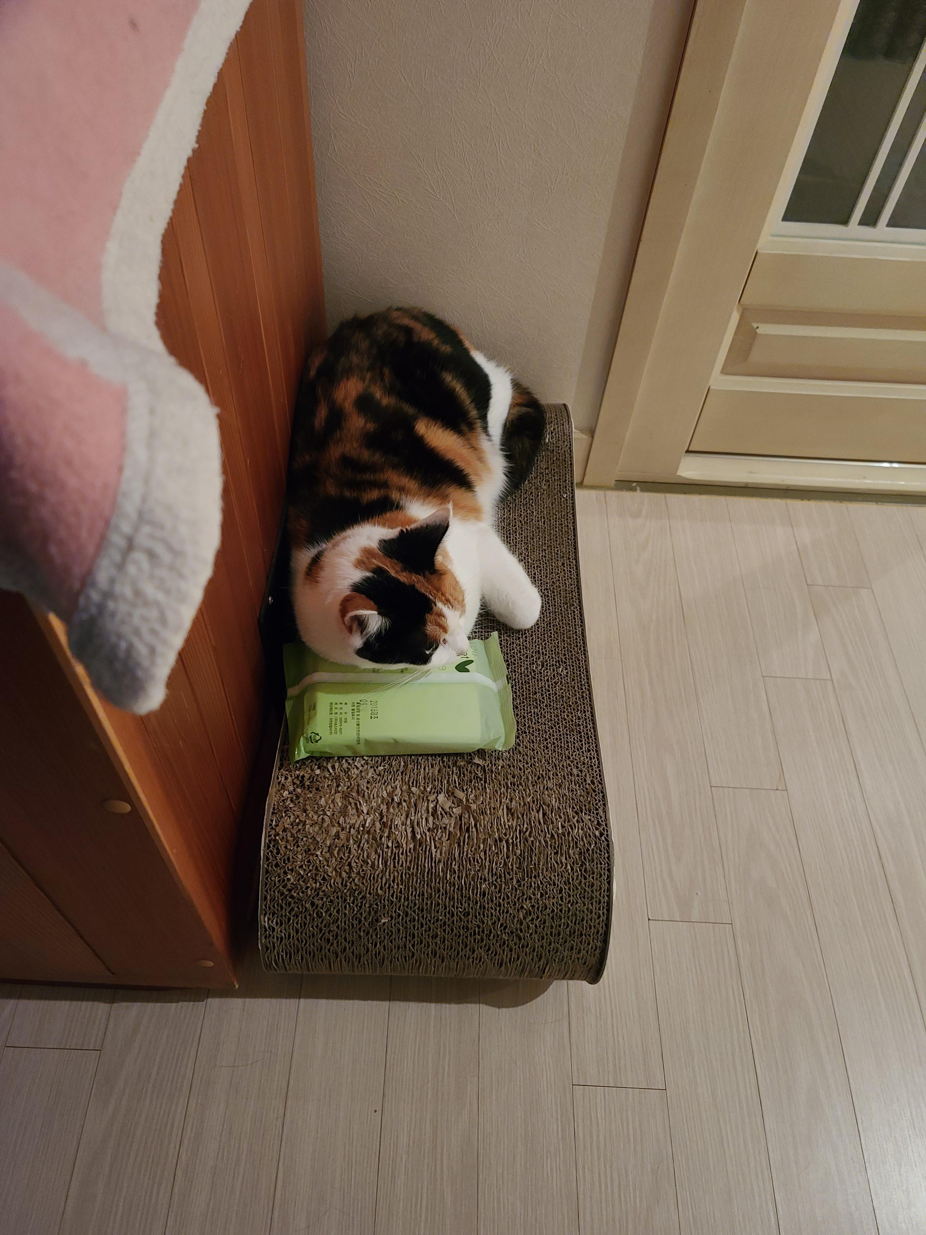 거봐요~ 고양이들 주변사물 활용 잘 한다니깐 ㅋㅋㅋ. 똑똑한 고양이들.