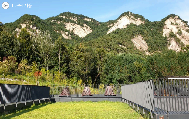 자연 치유와 장 건강: 산림욕이 장내 미생물에 미치는 영향