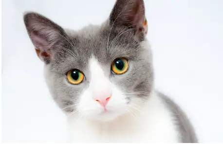 고양이 꿈해몽