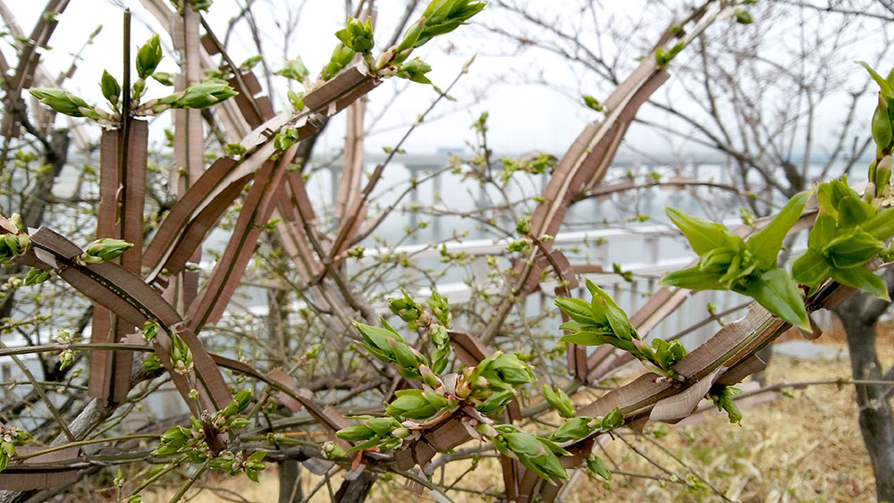 서울둘레길(SeoulTrail) 3-2 고덕산&amp;middot;일자산 코스 : 화살나무