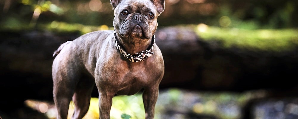 강아지 나이 알아보는 방법 11