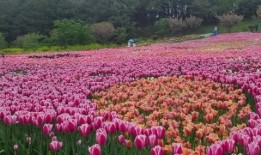 태안 튤립 축제(2025) 일정 맛집 추천관광지 관련 사진