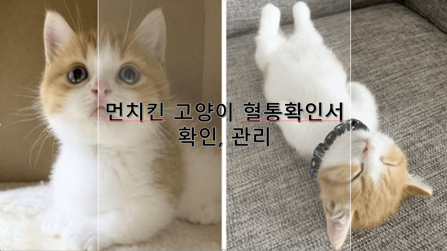 먼치킨 고양이 혈통확인