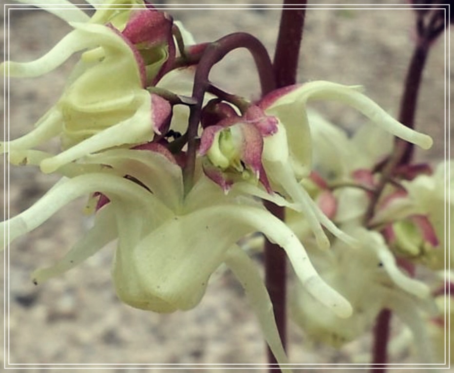 삼지구엽초 효능 술 담그는 방법?