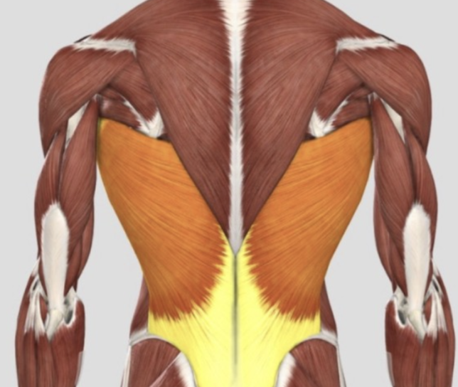 등 운동(Back Workout)에 대한 모든 것,