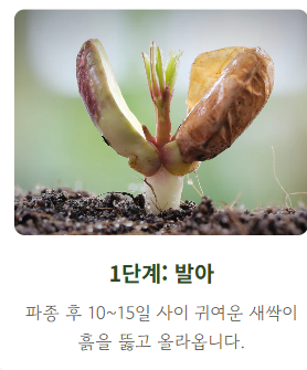 땅콩 심는시기