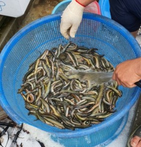 미꾸라지 꿈해몽