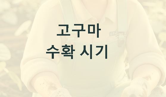 고구마 수확시기