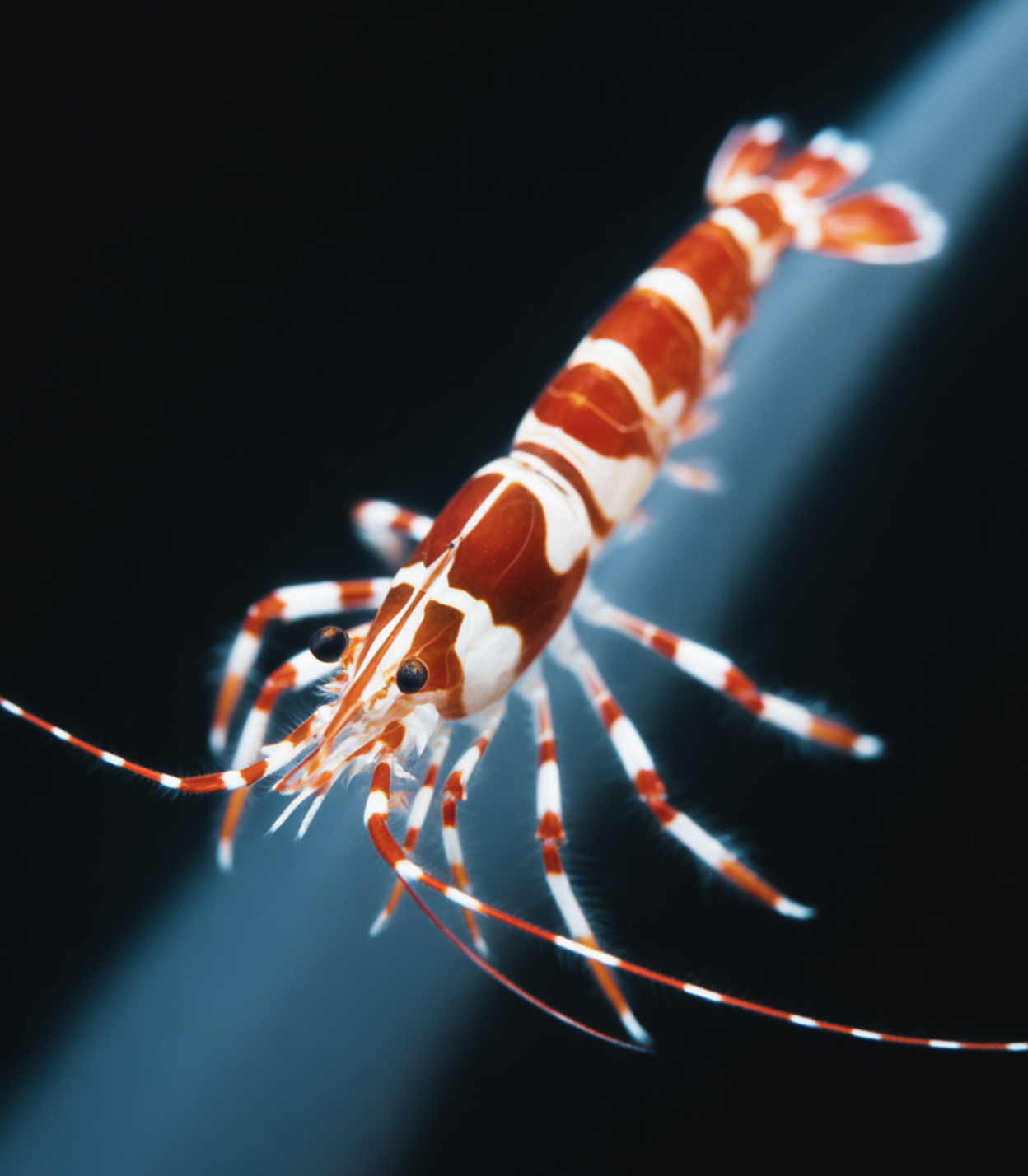 물생활의 끝판왕? CRS새우