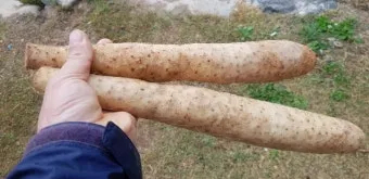 마 재배 지지대 설치 덩이 비대 관리 수확 요령_3