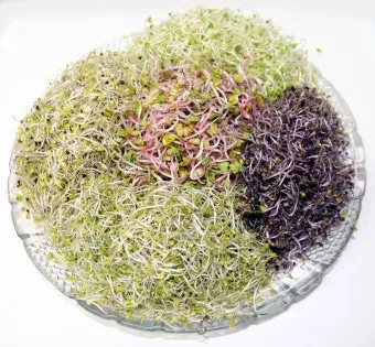 새싹브로콜리 재배 트레이 파종 물 관리 영양 풍부_13