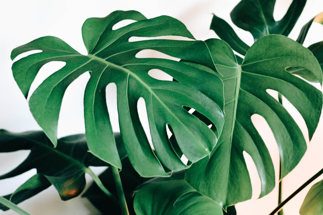 Monstera