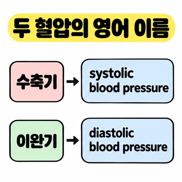 수축기를 systolic blood pressure에 이완기를 diastolic blood pressure에 각각 연결한 한영 대응 도식
