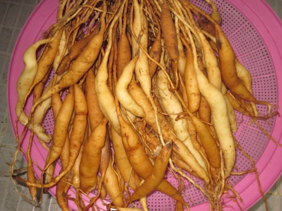 야생에서 채취를 한 천문동을 깨끗하게 세척을 한 후에 분홍색 플라스틱 바구니에 가득 담아 놓고 건조를 시키고 있는 것을 찍은 사진