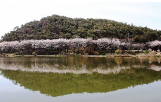 함평 벚꽃