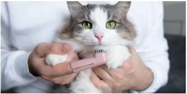 고양이 이빨 빠지는 이유 - 유치부터 치주염까지, 반드시 점검해야 할 치아 건강 신호