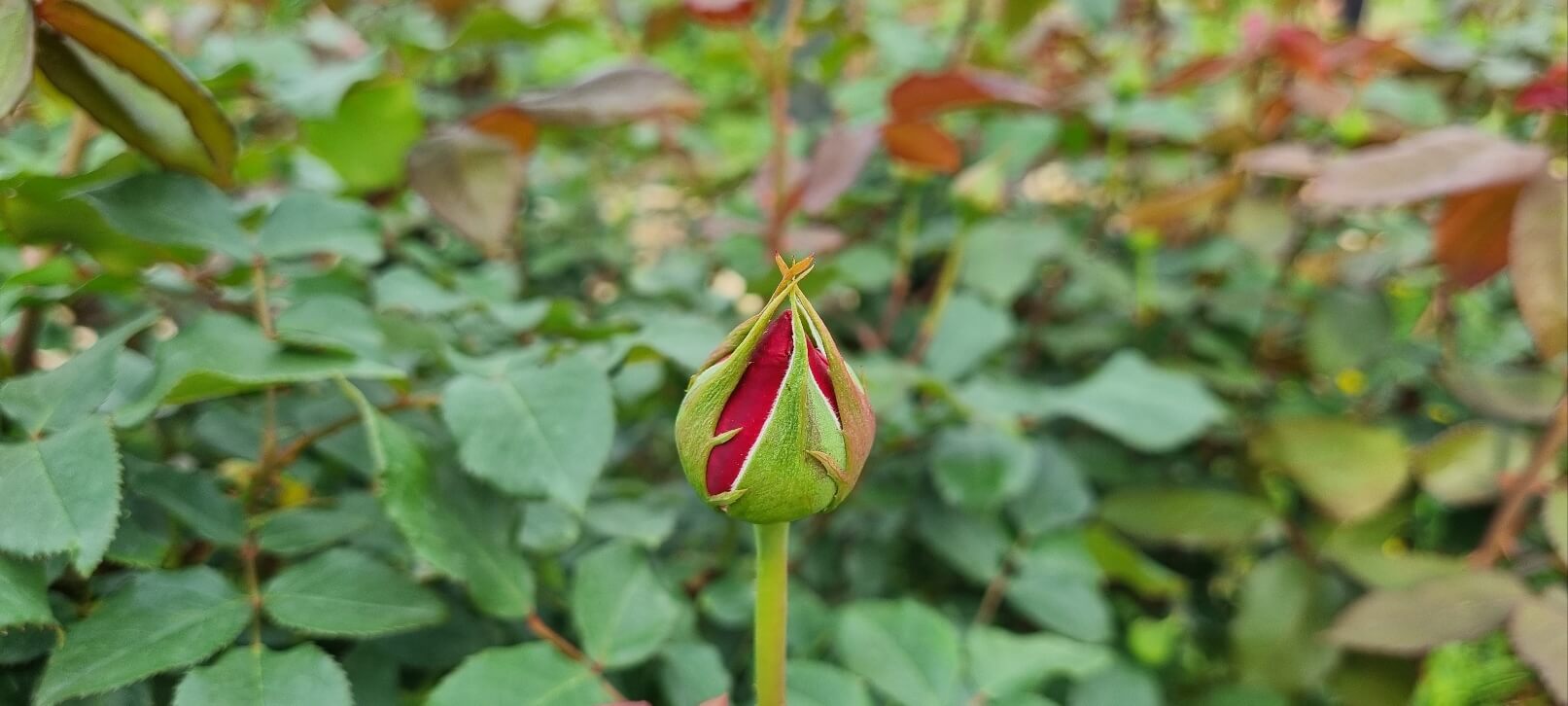 부천 백만송이 장미공원 장미축제 찾아가는 길