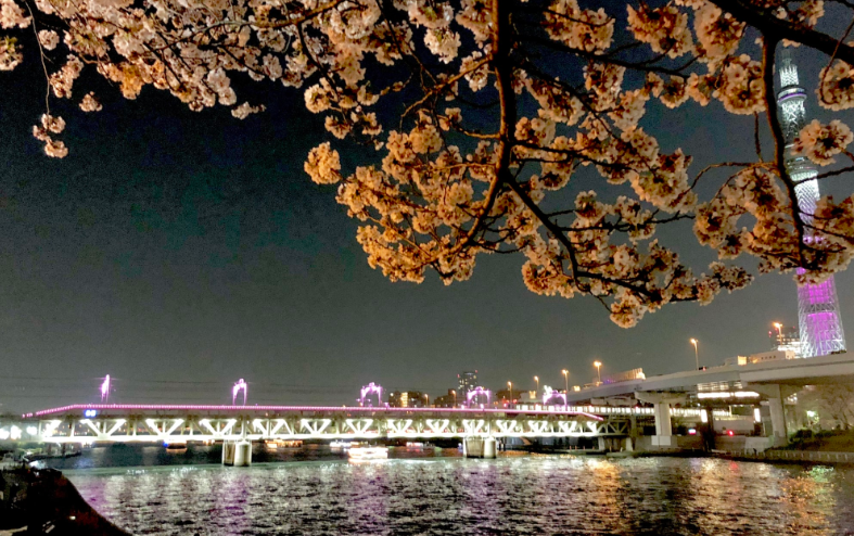 스미다공원벚꽃축제 -이미지출처-일본정부관광국