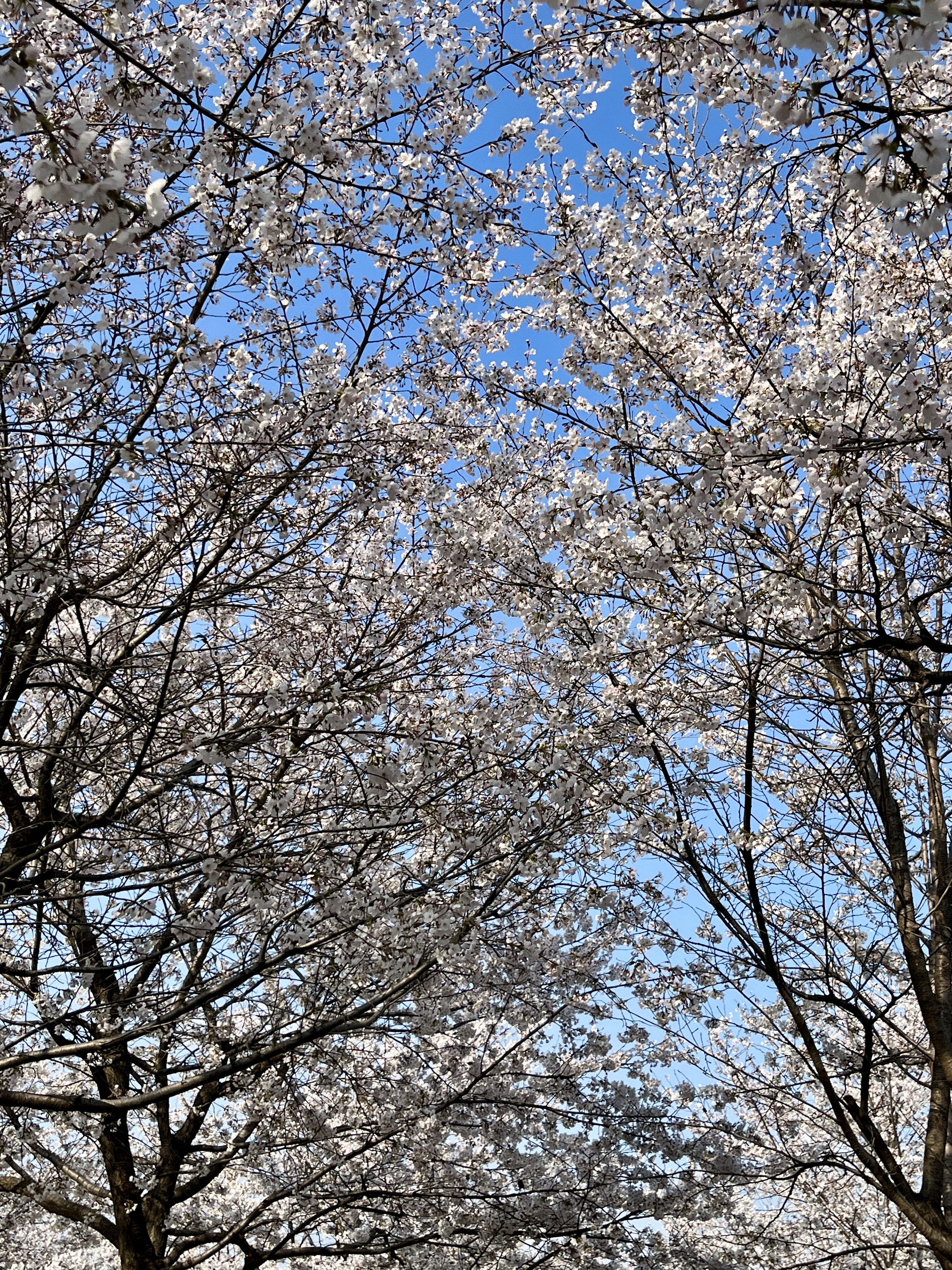 구리시민한강공원 벚꽃