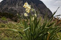 들판에 핀 수선화 사진