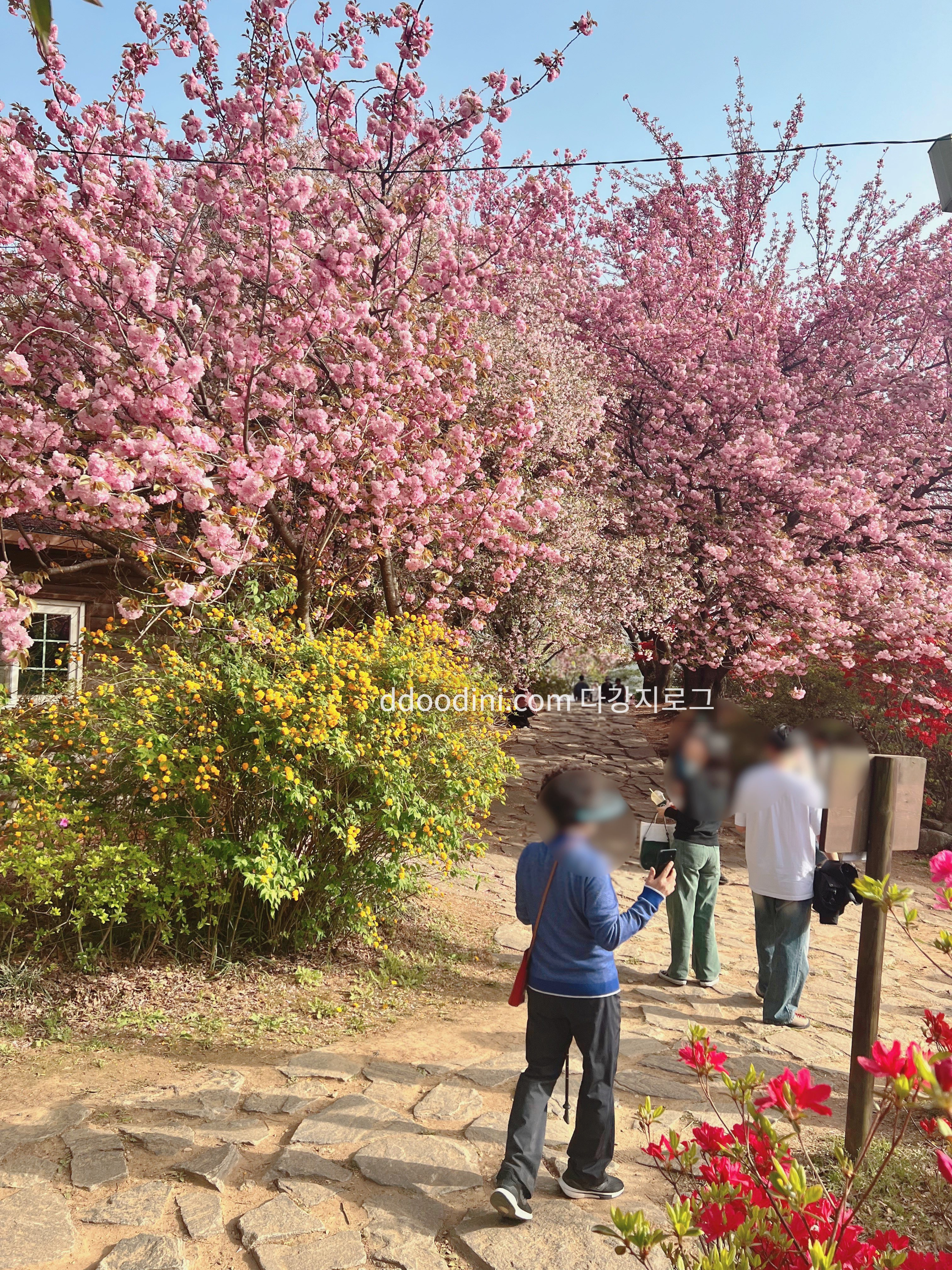 전주 완산꽃동산 겹벚꽃 현재