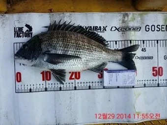 디낚 점주조황 인낚 부낚 어부지리 바다낚시_9