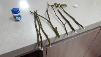 장미 삽목하는 방법 집에서 쉽게 번식하는 팁_14