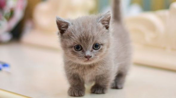 고양이 종류별 특징, 장점, 단점